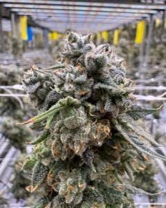 Georgia Pie (Flower)