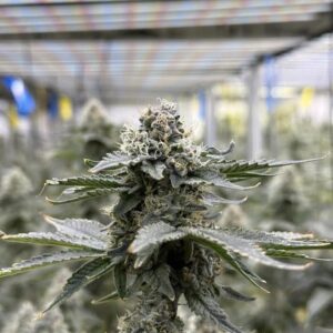 Tropicana Cherry (Sativa) - Flower